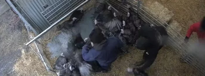 Workers stand on turkeys at a KellyBronze farm
